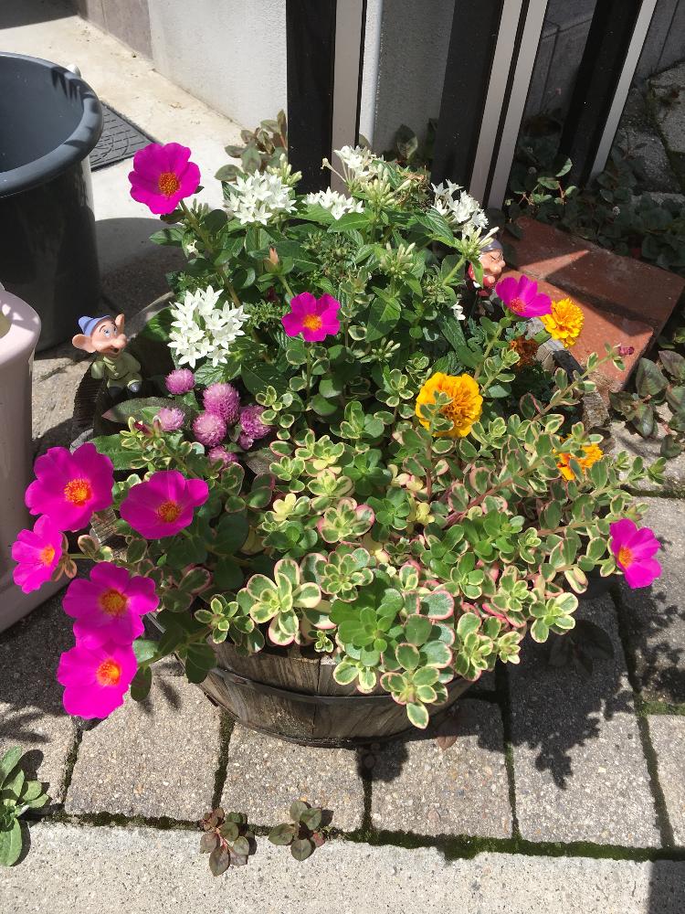 ポーチュラカ マジカルキューティーの投稿画像 By Miho さん マリーゴールドとペンタスとセンニチコウとペンタス とマリーゴールド と寄せ植え と私の癒しと癒し空間とセンニチコウ と花のある暮らしと夏の寄せ植えと咲いた 18月6月30日 Greensnap