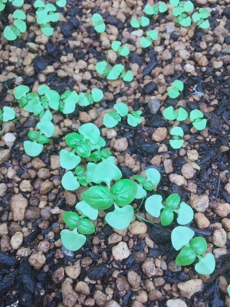 バジルの成長記録 Greensnap グリーンスナップ