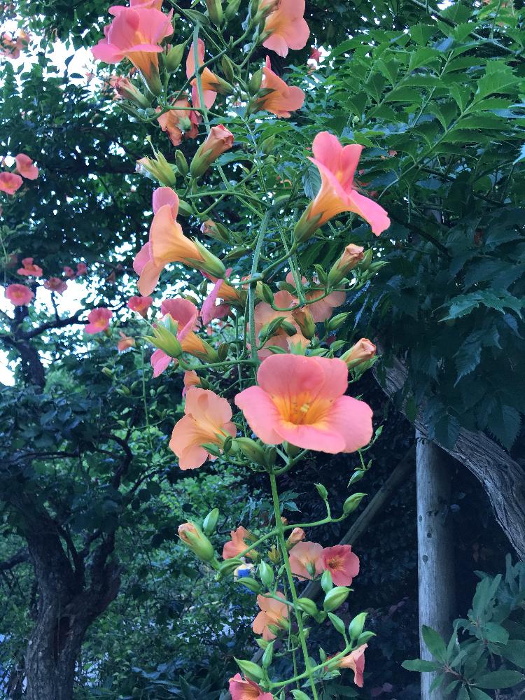 ノウゼンカズラの投稿画像 By ぷうさん 18月6月30日 Greensnap グリーンスナップ