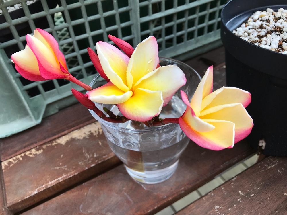 切り花の投稿画像 By あきさん 花のある暮らしとプルメリア 18月7月1日 Greensnap グリーンスナップ