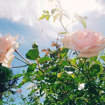 素敵なツル薔薇の画像 by CCCRスキさん | フェンスとニュードーンと薔薇と素敵なツル薔薇と無修正とばら バラ 薔薇と癒し…とつるバラ＊ニュードーンと植中毒としあわせ♡と花のある暮らし