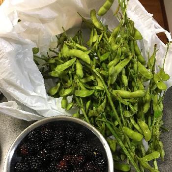 ダイソーの種からの投稿画像一覧 Greensnap グリーンスナップ