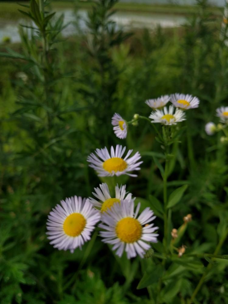 ヨモギの投稿画像 By さん ヒメジョオンとキク科とちいさな花とかわいいと白い花ときれいな色 18月7月1日 Greensnap グリーンスナップ