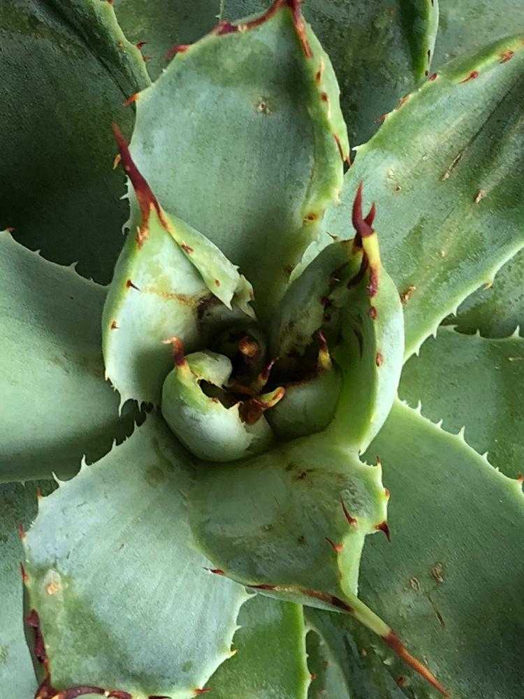 ☆jc'sシャドウ☆ 発根済み 6号鉢 ② モンスト アガベ ☆jc´sシャドウ