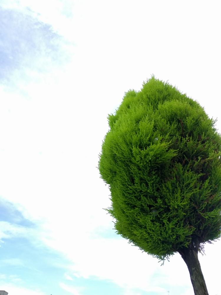 コニファー ゴールドクレストの投稿画像 By さん みどりのある暮らしと庭木とお庭の植物ときれいな色とかわいいと地植え 18月7月1日 Greensnap グリーンスナップ