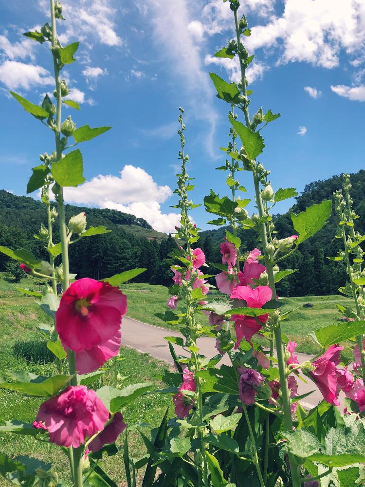 タチアオイの投稿画像 By キマグレ さん 梅雨に負けないと和風ティストと花のある暮らしと咲いた 18月7月1日 Greensnap グリーンスナップ