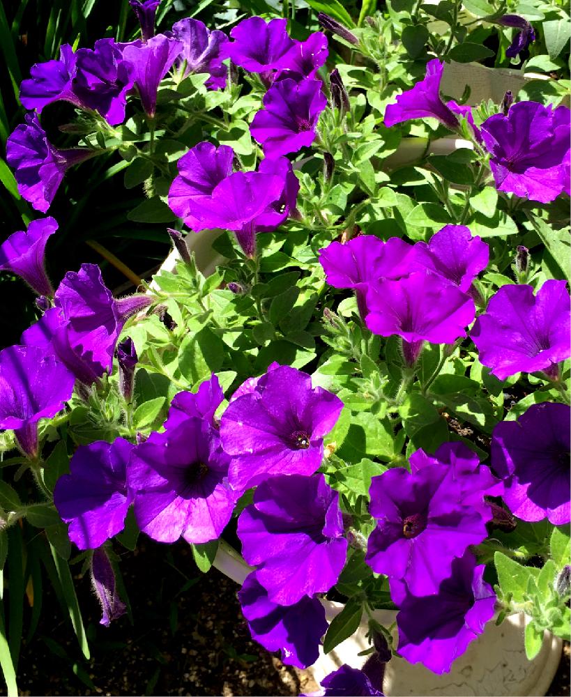 サフィニアブルー系の投稿画像 By ちーさん 夏の花と鉢植えと花のある暮らしとガーディニング 18月7月1日 Greensnap グリーンスナップ