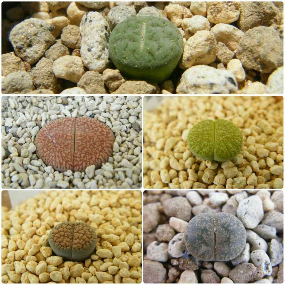 リトープス属 日輪玉系 光陽玉 C48の一覧｜🍀GreenSnap（グリーン