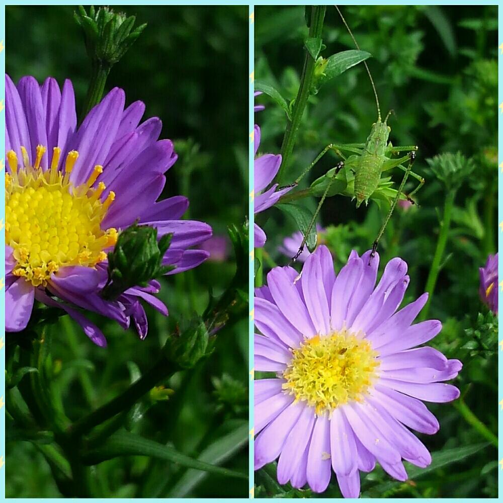 花畑の投稿画像 By モモゆずさん 18月7月1日 Greensnap グリーンスナップ