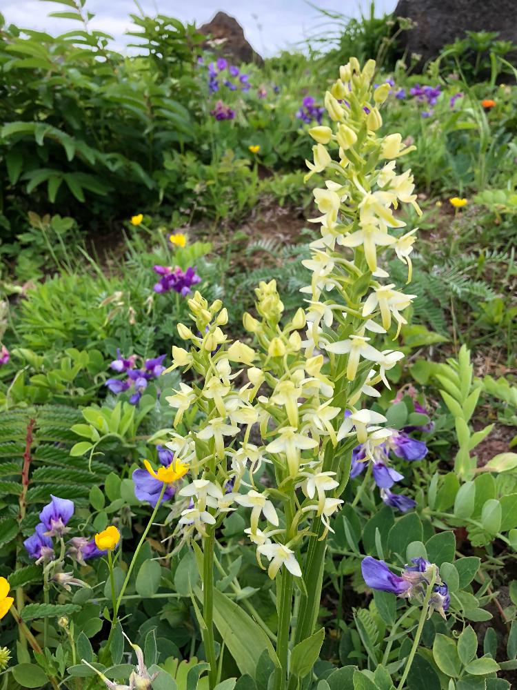 高山植物の投稿画像 By 花水木18さん エゾチドリと礼文島 18月7月1日 Greensnap グリーンスナップ