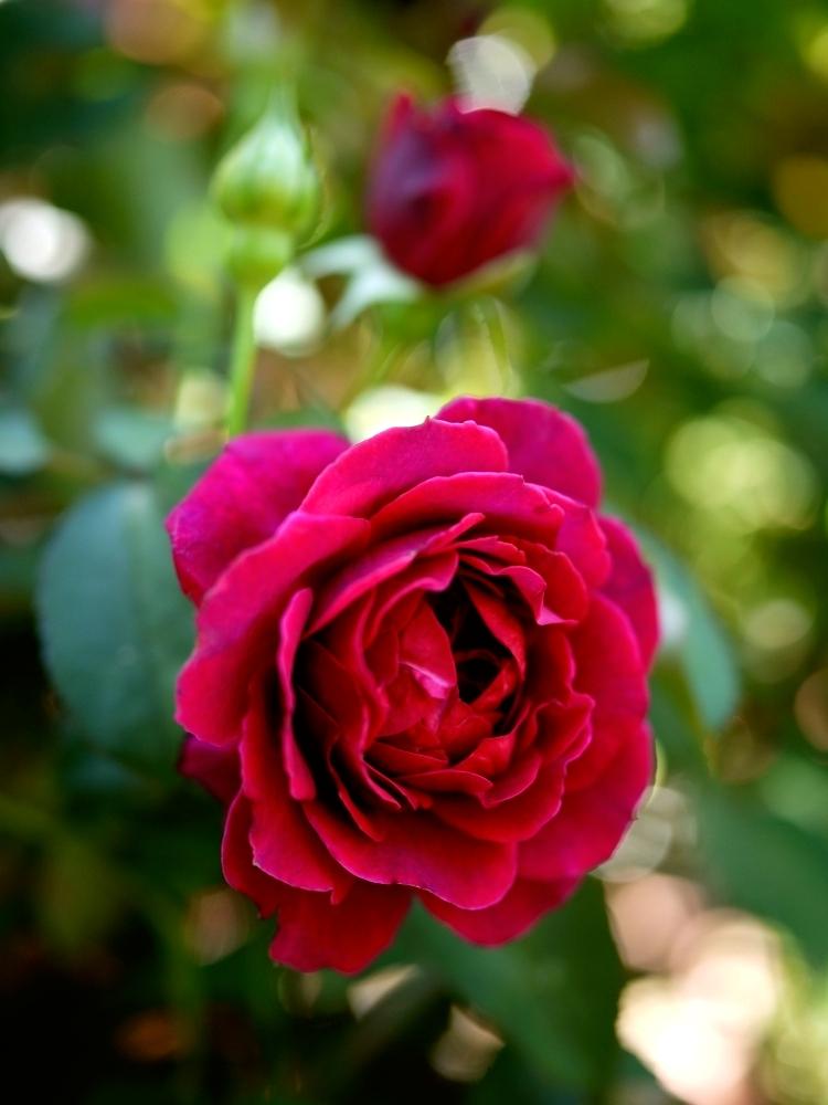 オデュッセイアの投稿画像 By Mememoさん バラと咲いた とバラを楽しむとバラ 鉢植え 18月7月1日 Greensnap グリーンスナップ