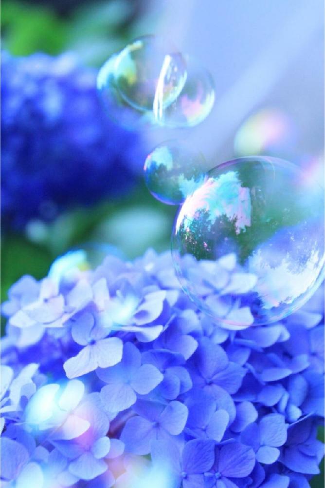 雨上がりの投稿画像 By みんさん キラキラ と雨に輝くと癒しと梅雨に負けないと青色の花と紫陽花 アジサイ あじさいと綺麗と鮮やか とシャボン玉と花のある暮らしとかわいいな と爽やかな色と雨上がりとキラキラ と雨に輝くと癒しと梅雨に負けないと青色の花と紫陽花