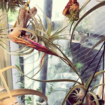 チランジアインターメディアの画像 by Akkyさん | 窓辺とエアプランツの花と植中毒と花のある暮らしとチランジアインターメディアとエアプランツとエアープランツ/チランジア