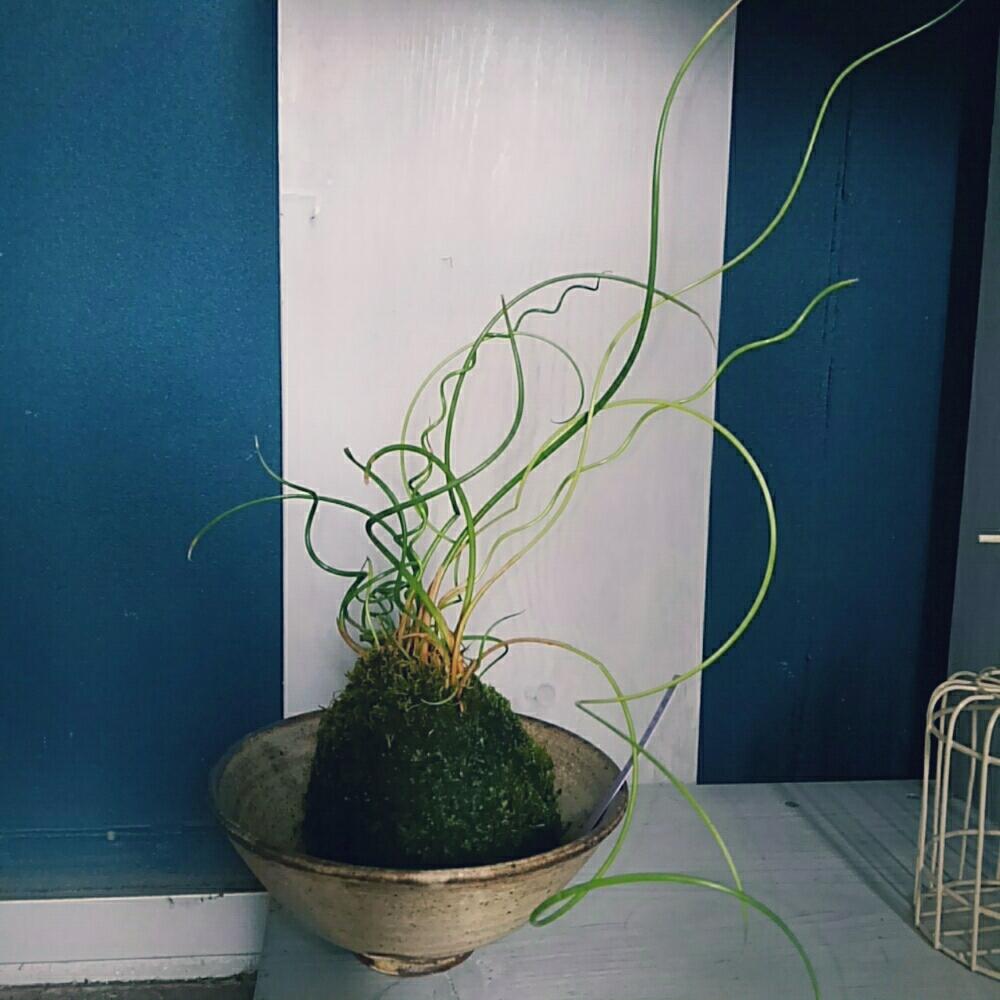 苔玉さんの投稿画像 By Tannin8さん ラセンイとラセンイグサと苔 コケ と観葉植物とひとめぼれで お持ち帰り とお富士さん 18月7月1日 Greensnap グリーンスナップ