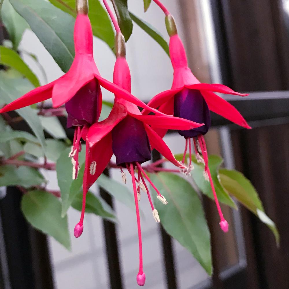 フクシアの投稿画像 By ゆみこさんさん エンジェルス イヤリング とiphone撮影と花が咲いたと きれいに咲いた コンテスト 18月7月1日 Greensnap グリーンスナップ