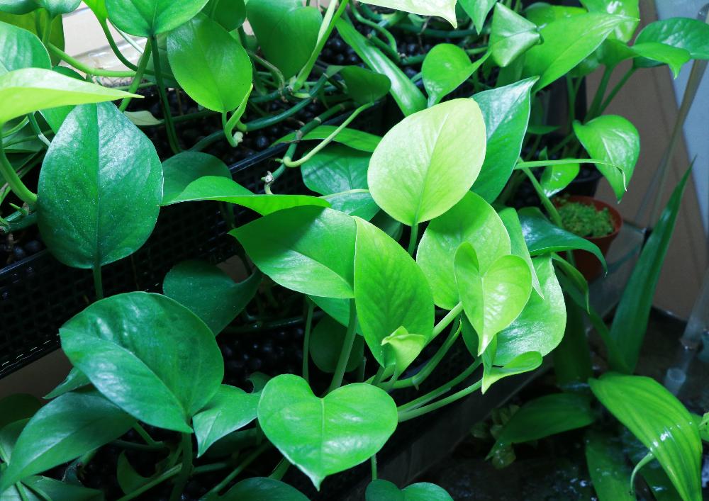 ポトスパーフェクトグリーンの投稿画像 By みどり屋さん 部屋と観葉植物とアクアポニックスとポトスパーフェクトグリーン と水耕栽培と成長記録と ポトス と観葉植物とアクアポニックスとポトスパーフェクトグリーン と水耕栽培と成長記録と ポトス 18月7月1日