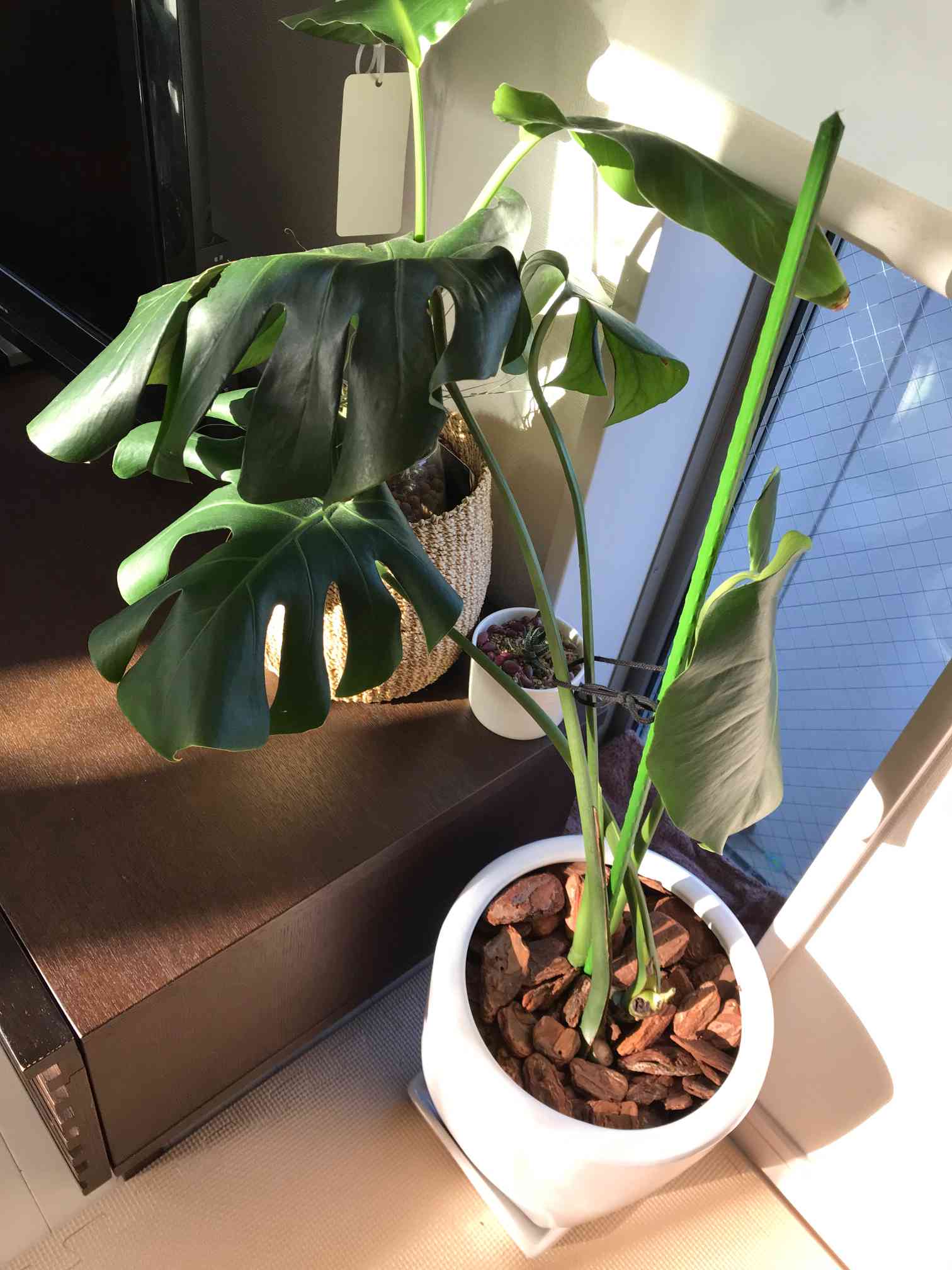 モンステラ・デリシオーサ 8号 幹立ち110cm 【公式通販】