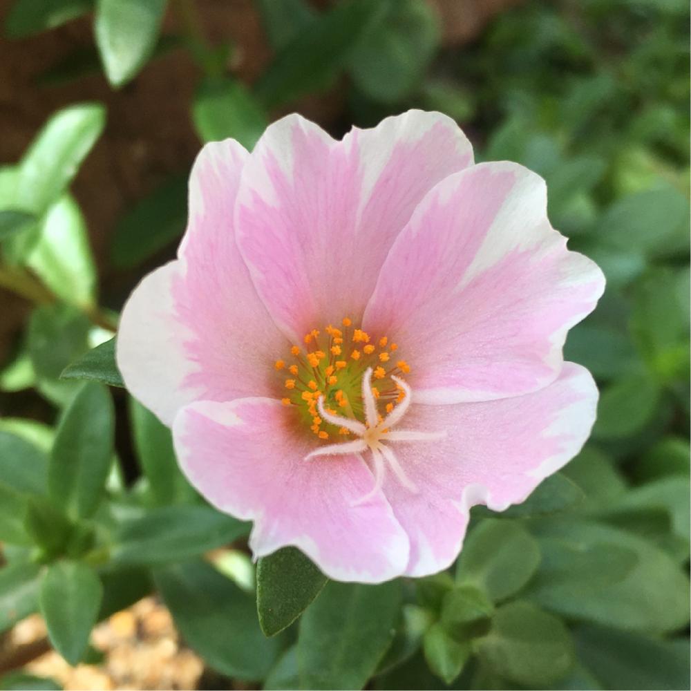 ポーチュラカの投稿画像 By りりこさん ピンクの花と きれいに咲いた コンテストと 私に花を 暮らしに華を コンテストと薄ピンク ときれいな色と花のある暮らしと可愛いピンク色 とポーチュラカ 18月7月2日 Greensnap グリーンスナップ