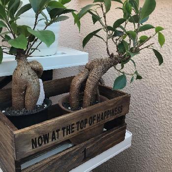 転倒防止の投稿画像一覧 Greensnap グリーンスナップ 転倒防止の投稿画像一覧 Greensnap グリーンスナップ