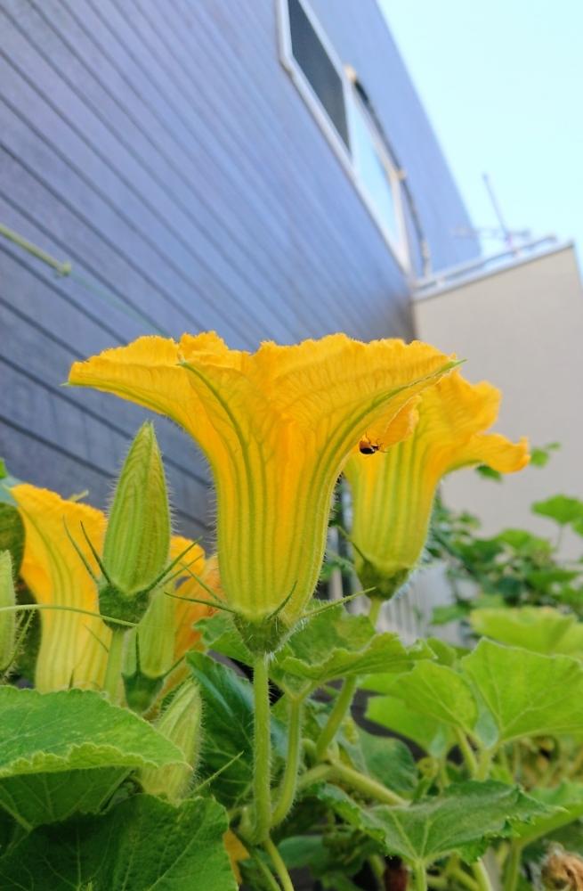 お出かけ先の投稿画像 By Blankaさん 華やかなと大きな花とお散歩道と黄色い花と元気 と花のある暮らしと華やかなと大きな花とお散歩道と黄色い花 と元気 と花のある暮らし 18月7月2日 Greensnap グリーンスナップ Greensnap グリーンスナップ