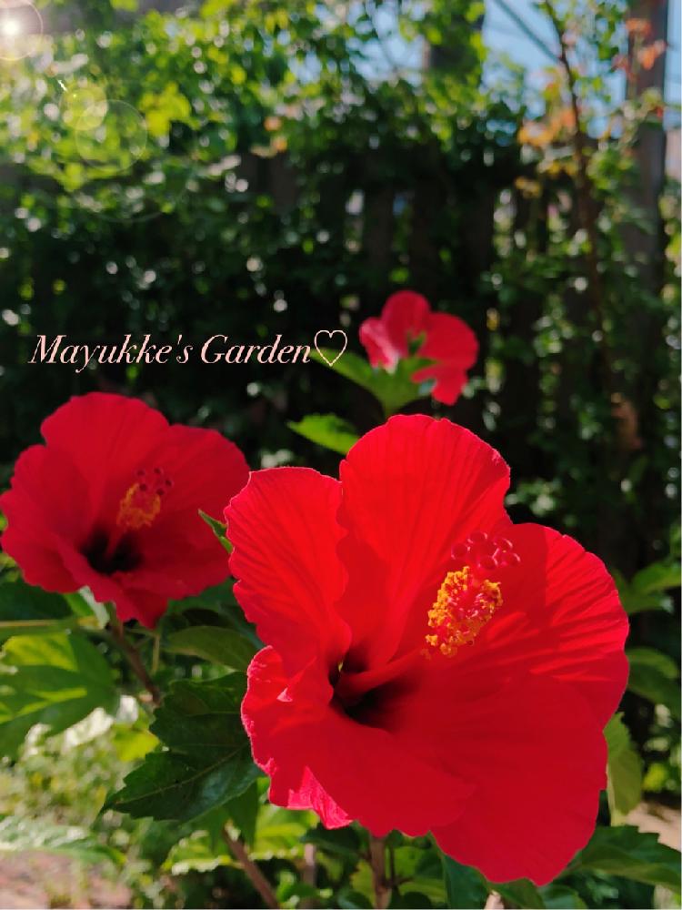 ハイビスカスの投稿画像 By まゆっけさん 生活に花をとgs映えと夏のお花とgs日和と元気もらえるとビタミンカラーと赤い花とガーデニングと花のある暮らしと きれいに咲いた コンテストと 私に花を 暮らしに華を コンテスト 18月7月2日 Greensnap グリーン