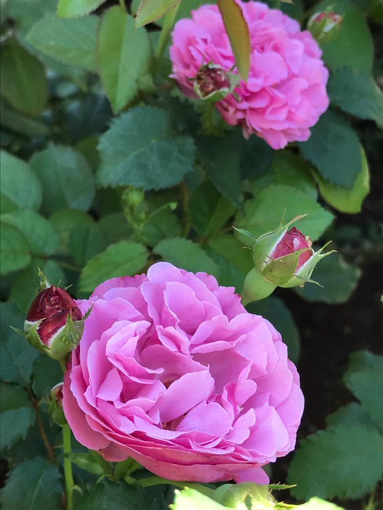 サントノーレの投稿画像 By Vogelさん ばら バラ 薔薇と鉢植えとデルバール 18月7月2日 Greensnap グリーンスナップ