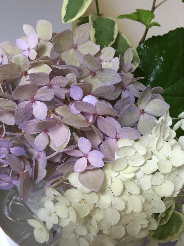 雨上がりの投稿画像 By Flower さん 梅雨明けと雨に輝くとホワイトと花壇とgs映えとgs日和と淡色紫陽花とお洒落カラー紫陽花 と真っ白 アナベルとガーデニングと感謝 ありがとう と花のある暮らしとお庭とかわいいと家庭菜園奮闘日記と大好き紫陽花とバルコニスト