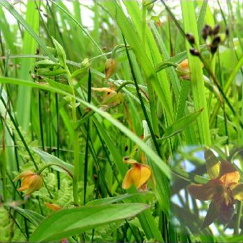 カキランの画像 by Nyataro_55さん | お出かけ先と柿蘭とラン科とハイキングとベンセ湿原と野生ランと名称タグErrと湿原の植物とカキラン属とカキランと多年草