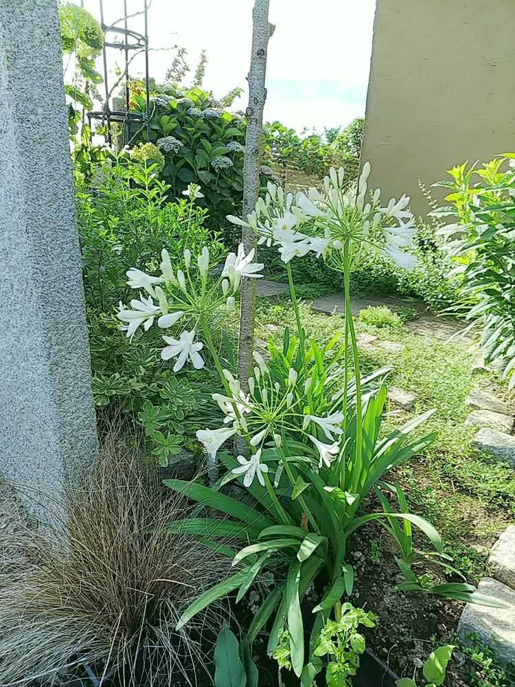 アガパンサス 白の投稿画像 By Jolさん 梅雨明けと夏のお花とホワイトガーデンと花のある暮らしと白い花 18月7月2日 Greensnap グリーンスナップ