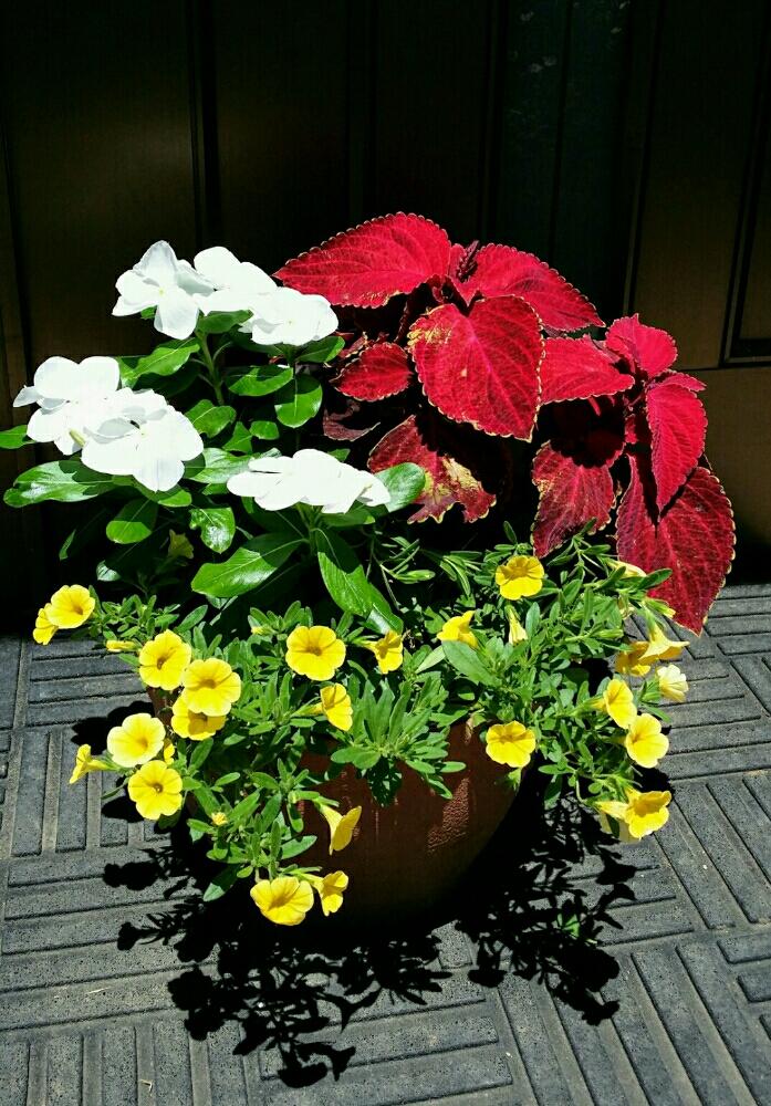 コリウス 寄せ植えの投稿画像 By Hanaharuさん ニチニチソウ 寄せ植えと花のある暮らしとカリブコア寄せ植え 18月7月2日 Greensnap グリーンスナップ