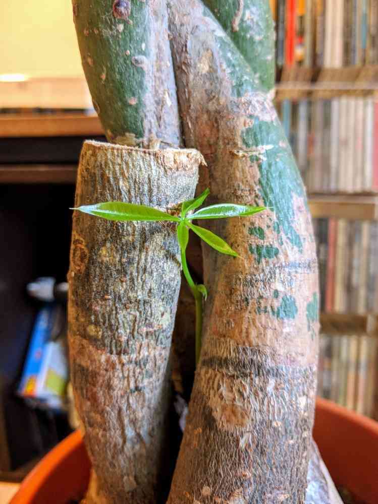 パキラ編み込み パキラ 編み込み 7号 美品 観葉植物 公式通販