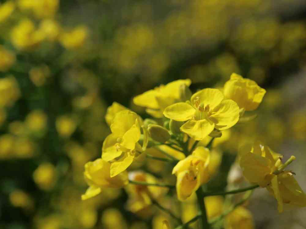 【5】ハンドメイド*小さなお花*マスタード×カラフル*涼しいぽこぽこリップル*ワンピース 花 3個セット 18種類の小花が作れる レジン シリコン