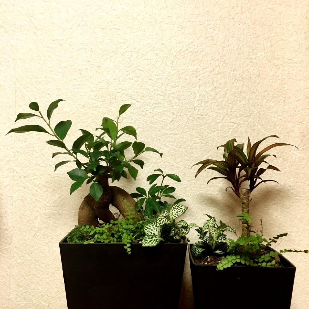 観葉植物の投稿画像 By Yukiさん ガジュマルと観葉植物の寄せ植えとなんとなくやってみた 18月7月2日 Greensnap グリーンスナップ