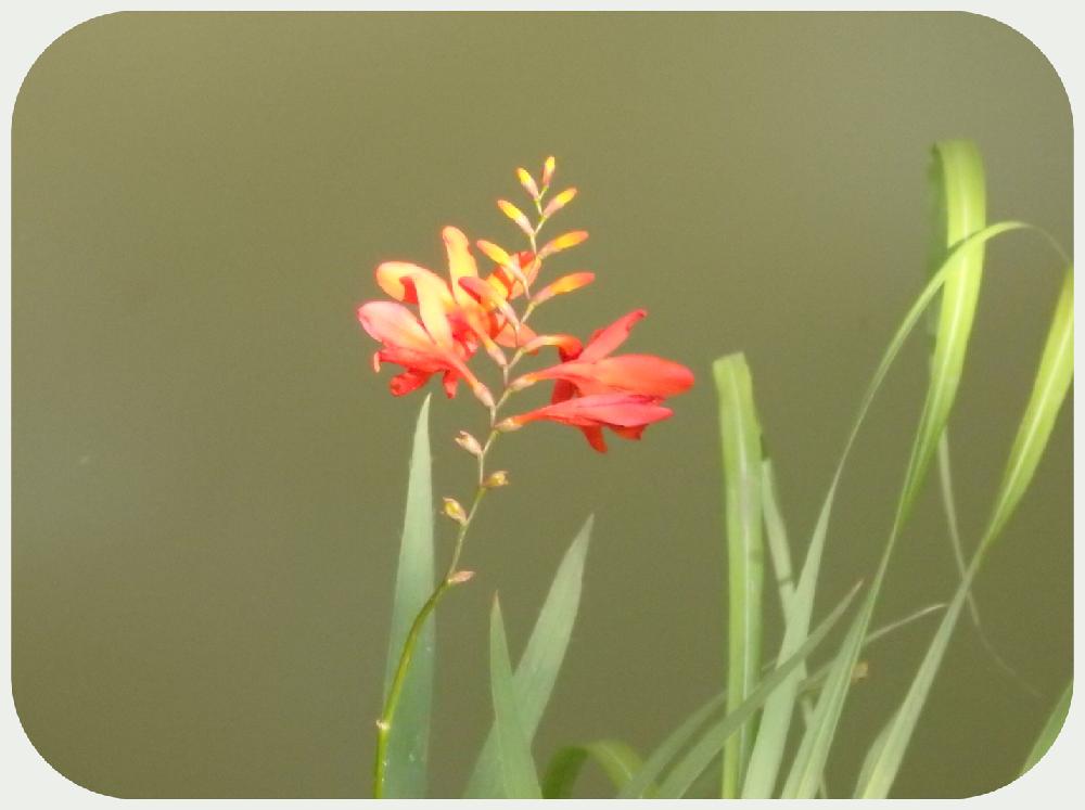 ヒメヒオウギズイセンの投稿画像 By 五味山登羅図さん アヤメ科とヒオウギズイセン属とアヤメ科とヒオウギズイセン属 18月7月3日 Greensnap グリーンスナップ Greensnap グリーンスナップ