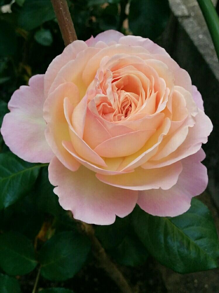 バラオーブの投稿画像 By らんたなーさん 花のある暮らしとばら バラ 薔薇とバラ ミニバラとバラ オーブ 18月7月3日 Greensnap グリーンスナップ
