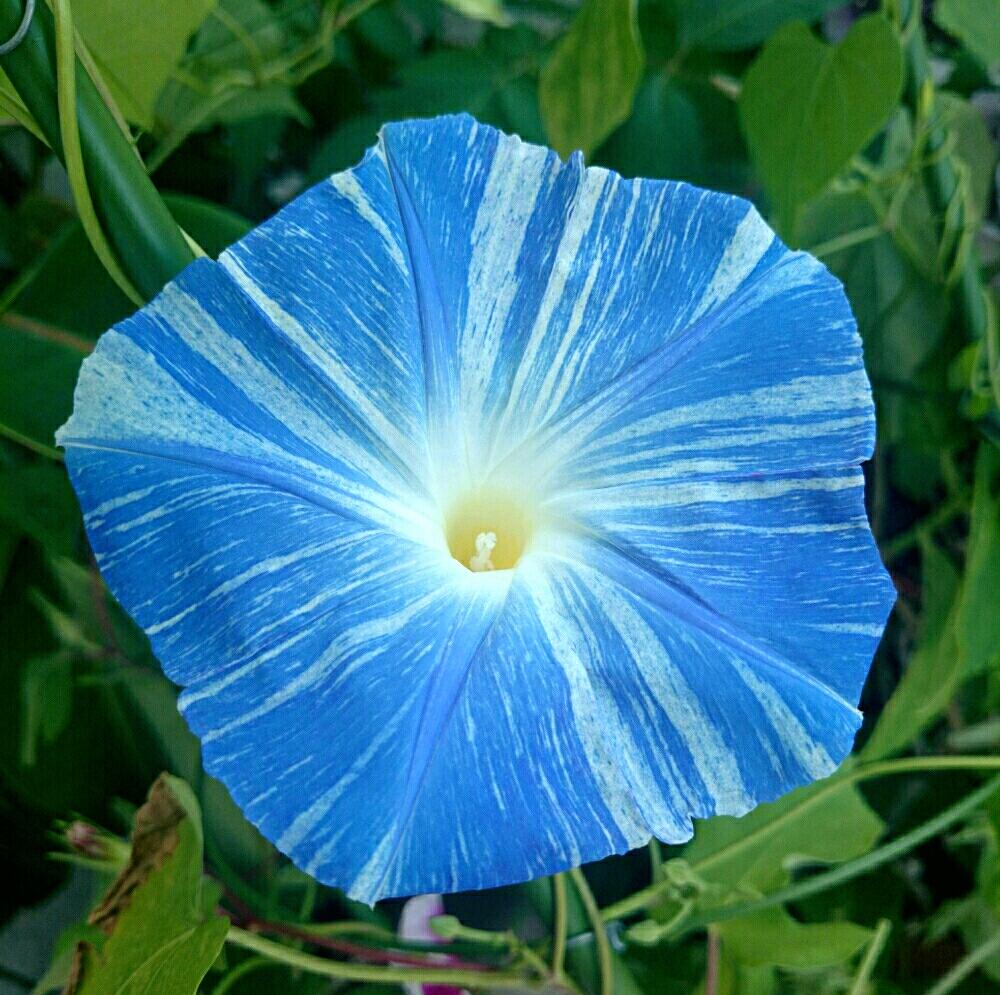 西洋朝顔の投稿画像 By チビクロさん 種から育ちと嬉しい 18月7月3日 Greensnap グリーンスナップ