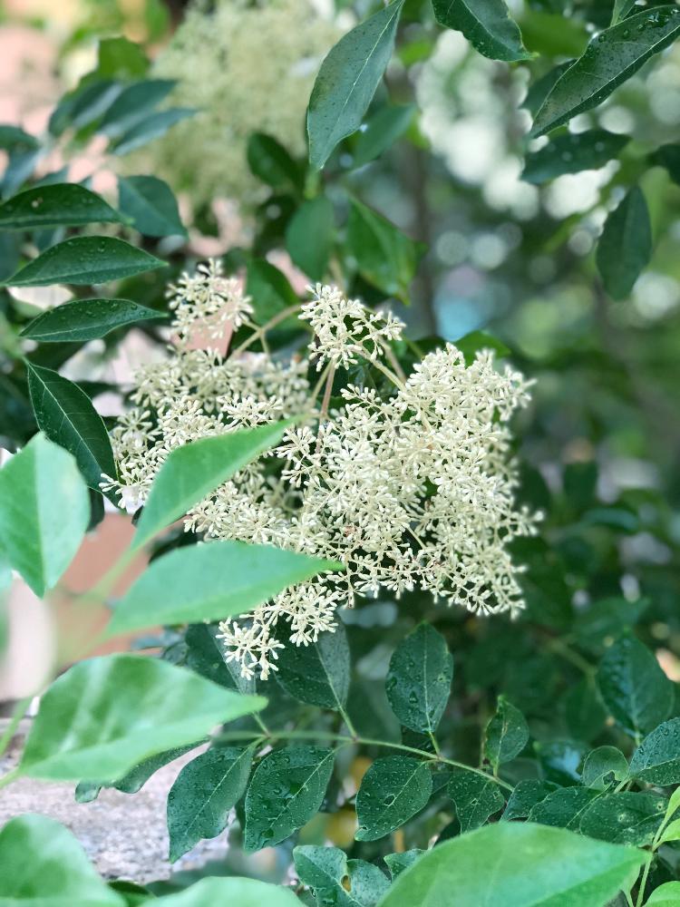 すべての花の画像 元のシマトネリコ 葉っぱ