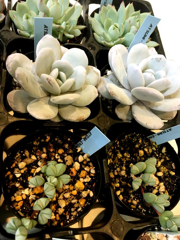 インテリアの投稿画像 By カインズさん 多肉植物とラウイ と入荷情報 とカインズと渥美園芸苗とタニラーとホームセンター とカインズ浦和美園店とカインズホームと多肉植物とラウイ と入荷情報 とカインズと渥美園芸苗とタニラーとホームセンターとカインズ浦和美園店