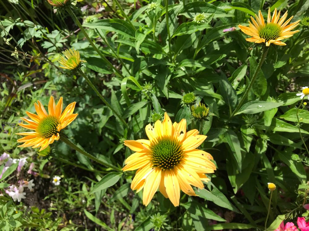 エキナセアの投稿画像 By ちびたんさん 花のある暮らしと寒冷地と初心者と庭植え 18月7月3日 Greensnap グリーンスナップ