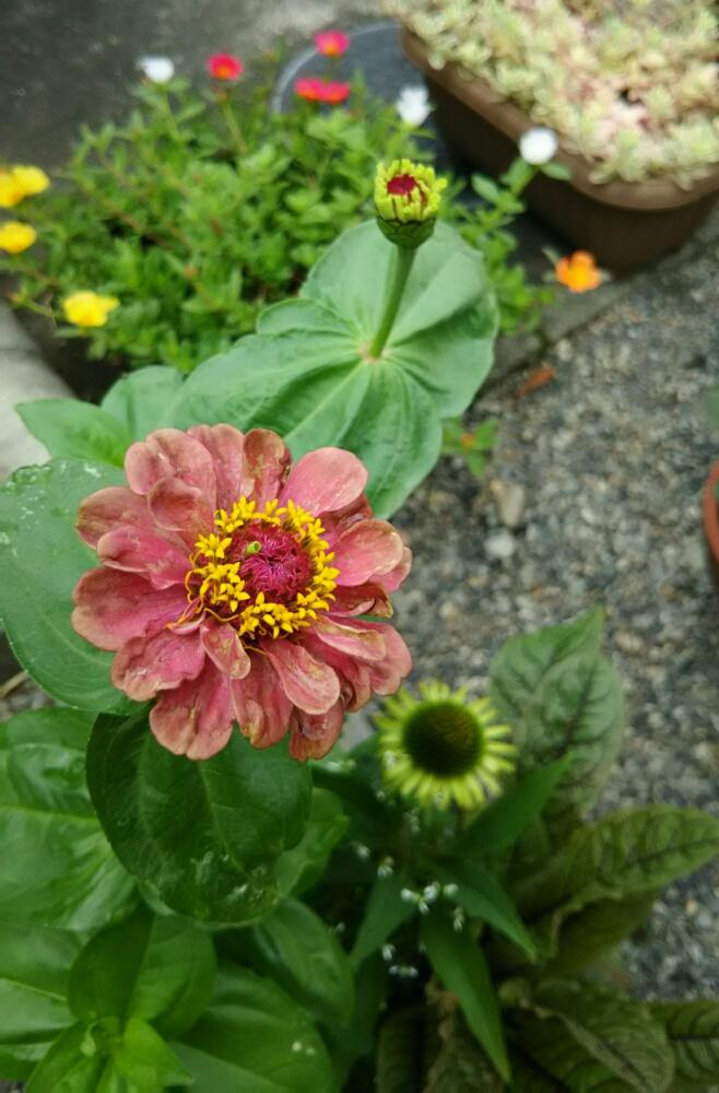 エキナセア グリーンジュエルの投稿画像 By Little Myさん ジニアとポーチュラカと三重支部と寄せ植えとお気に入り と 私に花を 暮らしに華を コンテストと三重県と花のある暮らしと頂き物 18月7月3日 Greensnap グリーンスナップ