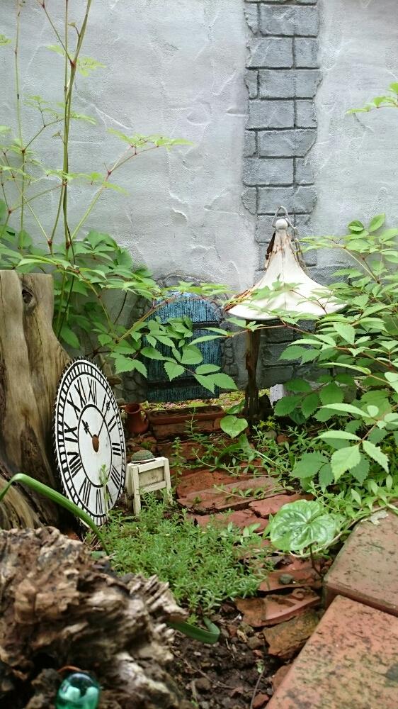 小さな庭の投稿画像 By Rudyさん 庭づくりとモルタル造形とアイアン雑貨と庭づくりとモルタル造形とアイアン雑貨 18月7月3日 Greensnap グリーンスナップ Greensnap グリーンスナップ
