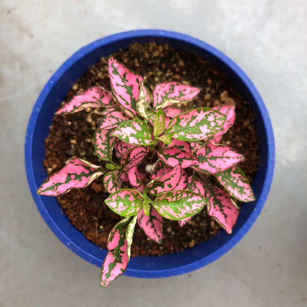 ヒポエステスの投稿画像 By いつさん わくわく とピンクの葉っぱと緑のある暮らしとピンクと緑のある生活と観葉植物 18月7月3日 Greensnap グリーンスナップ