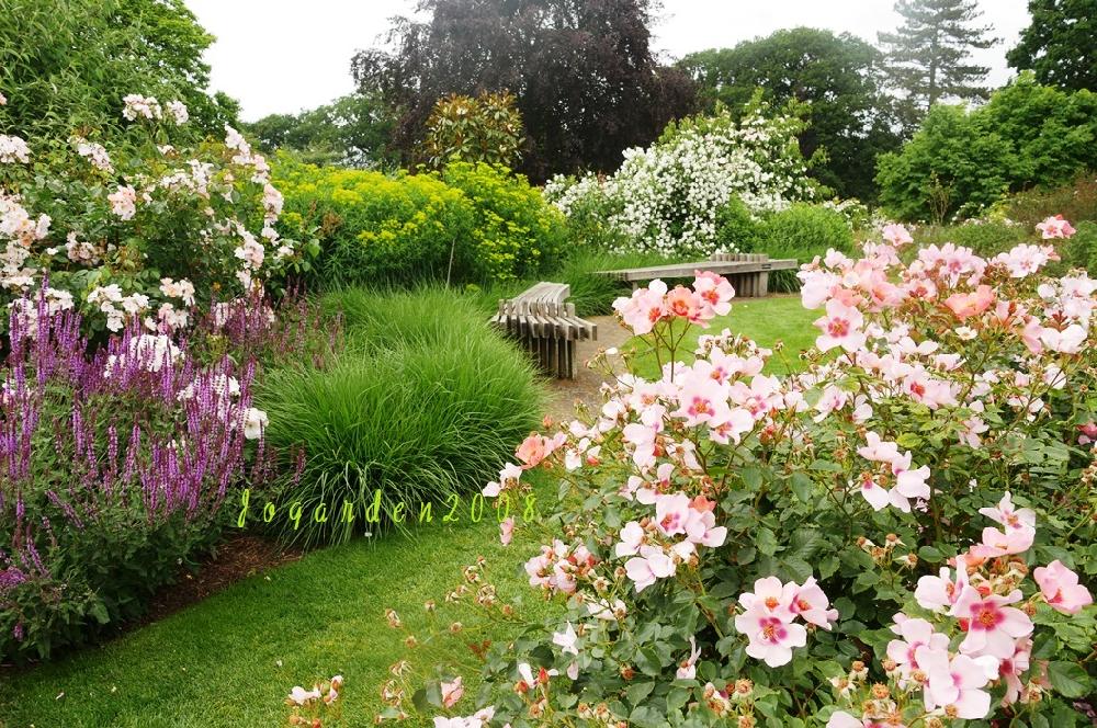 ウィズリーのローズガーデンの投稿画像 By Joさん お出かけ先と宿根草の庭と白いバラとイングリッシュガーデンとバラ オールドローズとイギリス と芝生の庭とイギリスのお花と満開ですと宿根草の庭と白いバラとイングリッシュガーデンとバラ オールドローズとイギリスと