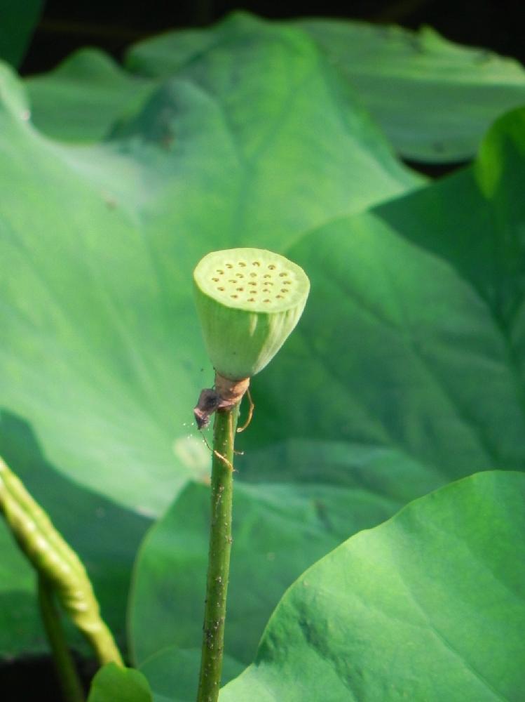 蓮っ葉の投稿画像 By ヒデユキさん 蓮の花と蓮の蕾と蓮の種とブツブツ恐怖症とトライポフォビアとトライポフォビアにはたまらない季節がと蓮 っ葉でゴメンねと朝から暑っついよぉ とあんな蓮っ葉な女 忘れちまえ 18月7月3日 Greensnap グリーンスナップ