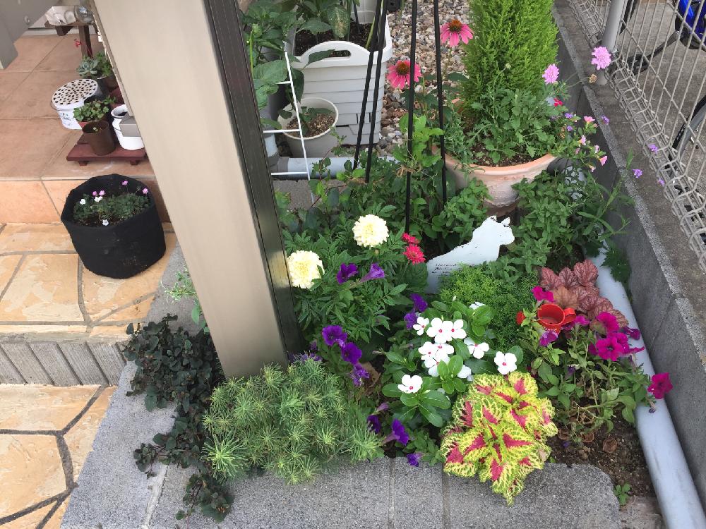小さな小さな庭の投稿画像 By むぎさん 庭なし手作り花壇と小さな花壇 18月7月3日 Greensnap グリーンスナップ