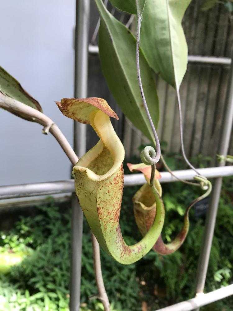 咲くやこの花館・虫を食べる植物展｜🍀GreenSnap（グリーンスナップ）