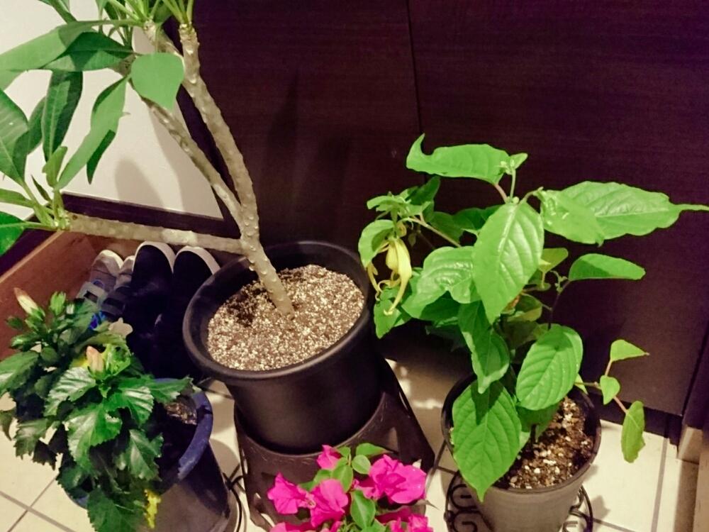 イランイランの投稿画像 By みなとさん ブーゲンビリアとハイビスカスとプルメリアとトロピカルフラワーと植物のある暮らしと南国植物と植中毒といい香りと花のある暮らしと台風避難 18月7月3日 Greensnap グリーンスナップ