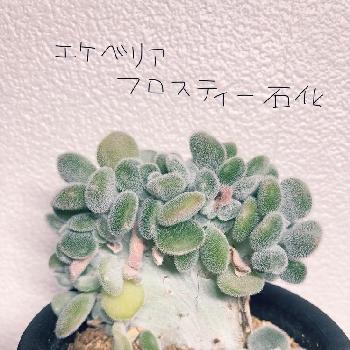 エケベリアフロスティー石化の投稿画像一覧 Greensnap グリーンスナップ