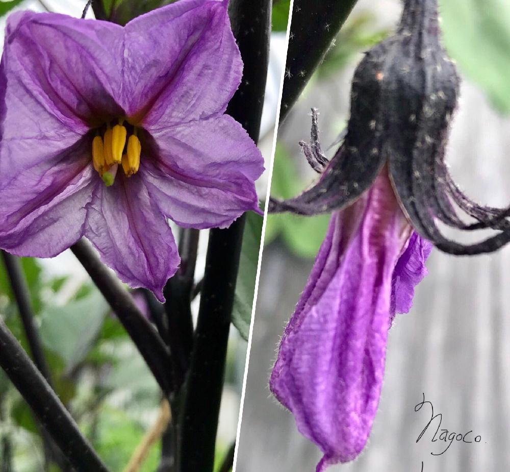 ナスの投稿画像 By なごこさん 花のある暮らしとムラサキの花とおやさいと紫が映える季節 18月7月3日 Greensnap グリーンスナップ