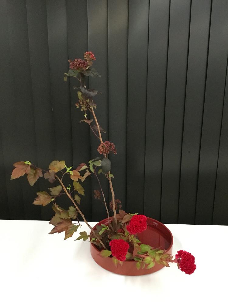 ディアボロの投稿画像 By 芍華さん ケイトウと部屋 18月7月3日 Greensnap グリーンスナップ Greensnap グリーンスナップ